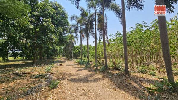 ขายที่ดิน 4-1-44 ไร่ อำเภอเมือง กาญจนบุรี สวนมะยงชิด สวนเบญจพรรณ ต้นโตสามารถเก็บขายได้เลย มีคนสวนดูแลตลอด รับช่วงต่อได้เลย 