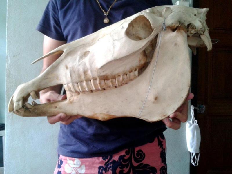  Horse skull (Gypsy Vanner). Horse skull (Gypsy. Vanner) females.