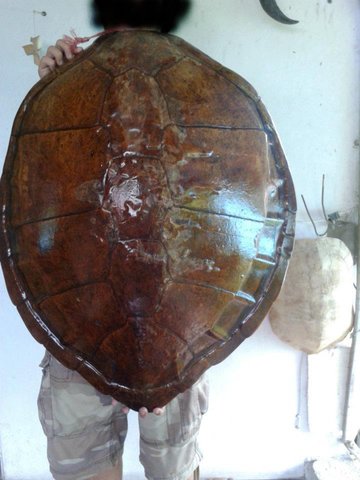  Turtle carapace.