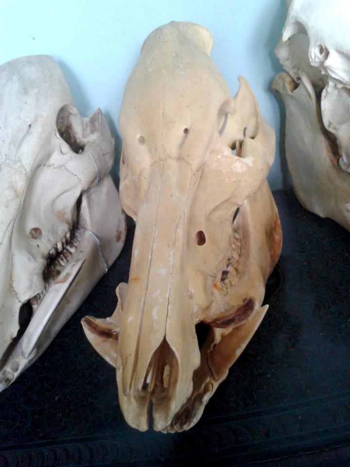 Three boar&#39;s head skull.