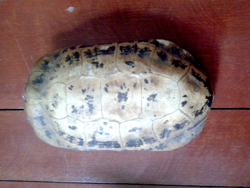  Tortoises shell.