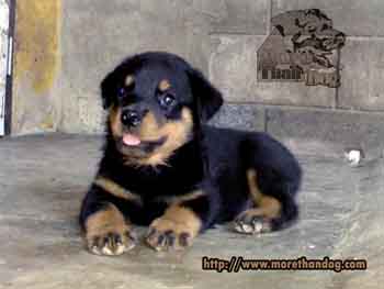  The dealers sold rock (rottweiler) of farm insurance.