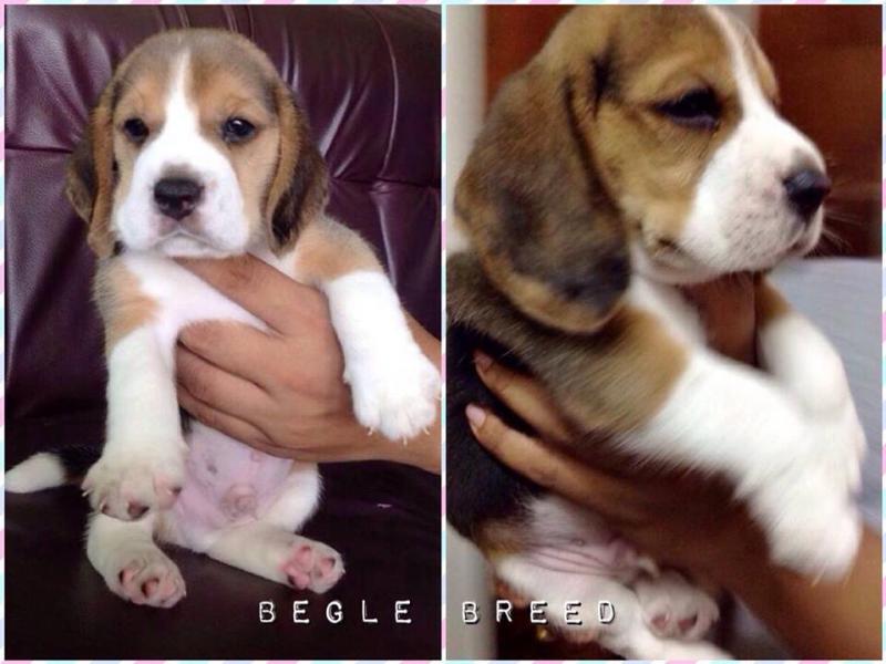 Begle ลูกสุนัขบีเกิ้ลพันธุ์แท้ (FB)BegleBreed
