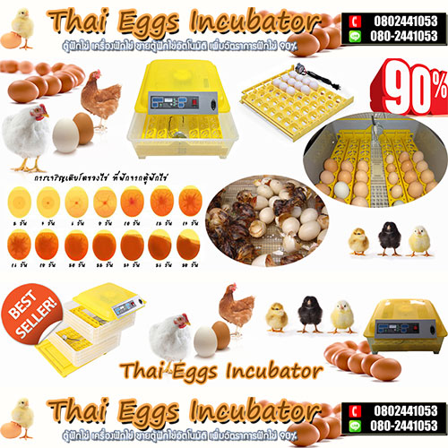 ขายตู้ฟักไข่ เครื่องฟักไข่ราคาถูก ขายตู้ฟักไข่ราคาถูกสำหรับฟักไข่