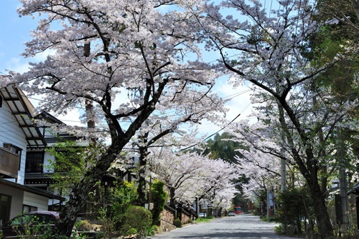 โปรแกรมท่องเที่ยวชมดอกซากุระบานของประเทศญี่ปุ่น ประจำปี 2559