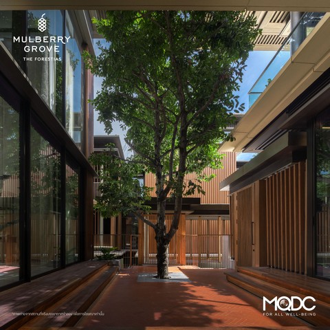 ขายบ้านเดี่ยว 3 ชั้น มัลเบอร์รี่ โกรฟ เดอะ ฟอเรสเทียส์ วิลล่า (M)  ขนาด 1245 ตร.ม. บ้านหลังใหญ่ที่ไม่มีที่ไหนเหมือน