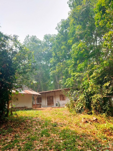 ขายสวนยางพารา  23 ไร่ เปิดกรีดแล้ว ต. แม่นาเติง อ. ปาย  จ. แม่ฮ่องสอน