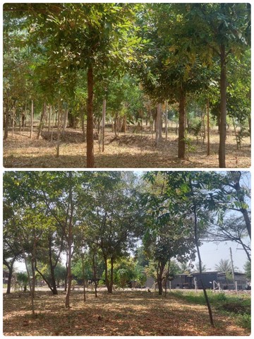 ขายที่ดิน ตำบลหนองประดู่ อำเภอเลาขวัญ จังหวัดกาญจนบุรี เนื้อที่ 4 ไร่ 3 งาน 91 ตารางวา