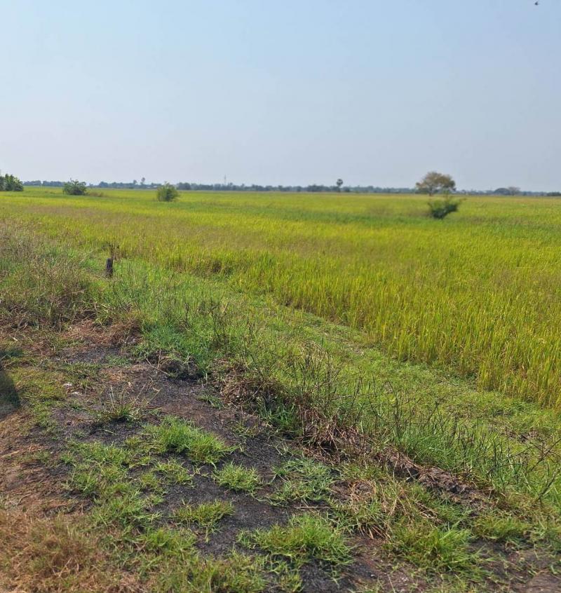 ขายที่ดินเปล่าคลอง22 เนื้อที่ 100 ตรว. อ.องครักษ์ จ.นครนายก