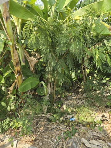 ขายที่ดินปทุมธานี ซอยคริสจักร 3  200 ตร.ว. 25,000 /วา ใกล้ โรงพยาบาลปทุม