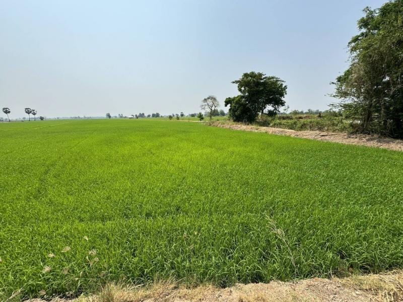 ขายที่ดินสวย ทำเลดี ซอย ทวีวัฒนา-กาญจนาภิเษก 23/1 ถนน ทวีวัฒนา-กาญจนาภิเษก