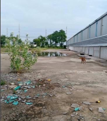 ให้เช่าที่ดิน 1 ไร่ ถมแล้ว นิคมอุตสาหกรรมบางพลี เหมาะวางคอนเทนเนอร์ ทำอาคารชั่วคราว ที่จอดรถ