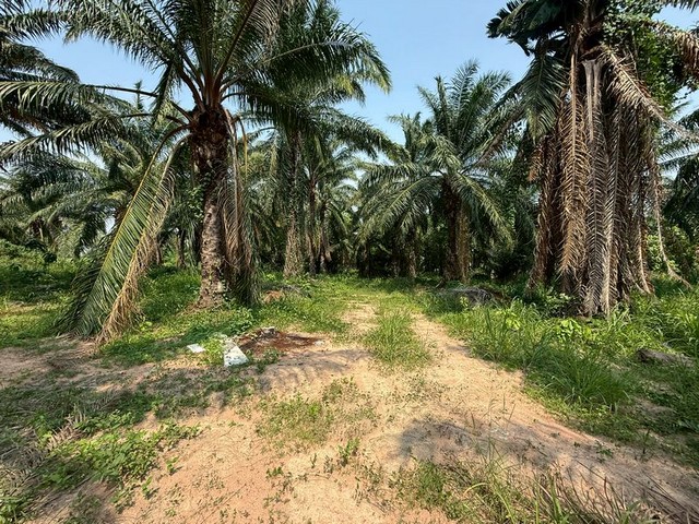 ขายที่ดิน 15ไร่ เขตพื้นที่ EEC เขาคันทรง ศรีราชา ใกล้ถนนเส้น 331 TP-L1157