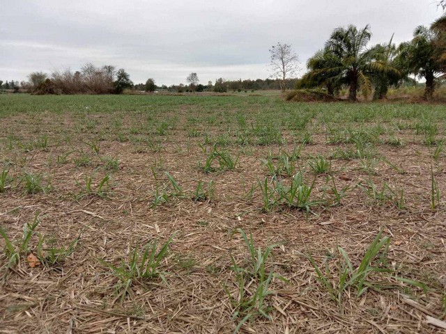 ขายที่ดิน อำเภอบ้านผือ จังหวัดอุดรธานี เนื้อที่ 19 ไร่ 2 งาน 49.4 ตารางวา