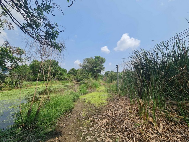 ที่ดิน - พท. 0 RAI 3 NGAN 11 SQ.WA 4600000 THB ไม่ไกลจาก สนามบินสุวรรณภูมิ คุ้มยิ่งกว่าคุ้ม -