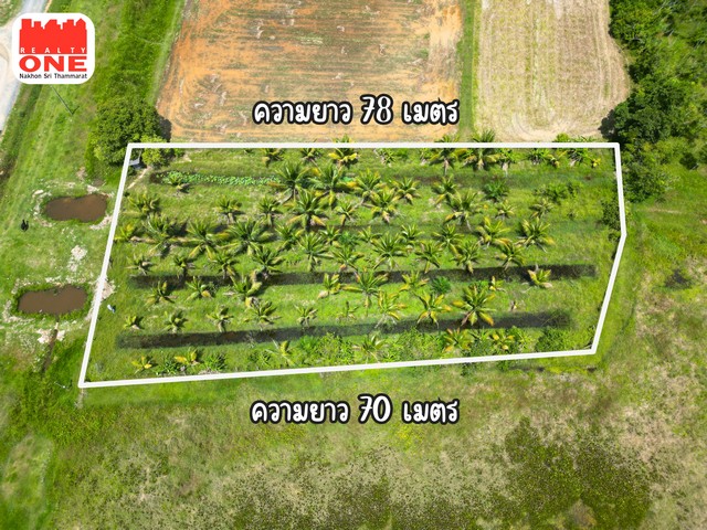 ที่ดินสวนมะพร้าว มะพร้าวน้ำหอมกว่า 60 ต้น ขนาด 1-2-88 ไร่ ทำเลดี ต.ท่าขึ้น อ.ท่าศาลา จ.นครศรีธรรมราช