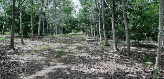 ขายด่วนที่ดิน  จันทบุรี​พร้อมสวนผลไม้ผสม​  มีสักทอง ลำไย   ทุเรียน​ ลิ้นจี่ ????​พื้นที่ 30 ไร่