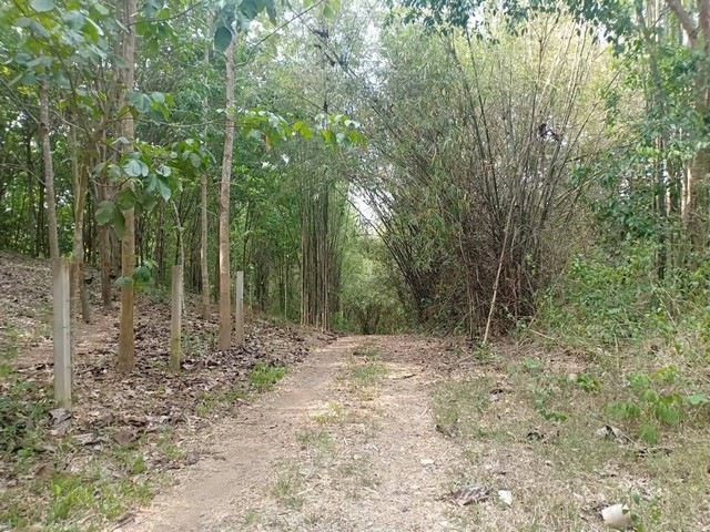 พื้นที่ดิน ที่ดิน ต.ปอน อ.ทุ่งช้าง จ.น่าน  73400000 บ.   บรรยากาศร่มรื่น น่าน