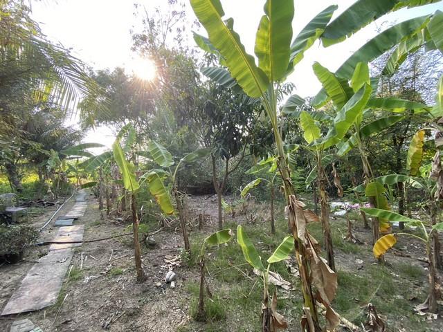 ขายที่ดิน 400 ตรว. ย่านศาลายา พุทธมณฑล ติดถนน 4 เลน ใกล้ ร.ร.พระตำหนัก สวนกุหลาบ