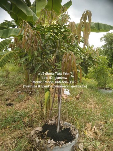 ที่ดิน ที่ดินซอยแย้มผกา 2 (บางบอน 4)  5900000 B.   ราคาพิเศษ เป็นที่ดินที่อยูในทำเลที่ดี และมีราคาที่ดี พร้อมมีสวนผลไม้ครบครัน เหมาะสำหรับผู้ที่ต้องการปลูกบ้านสวนแบบเศรษฐกิจพอเพียง