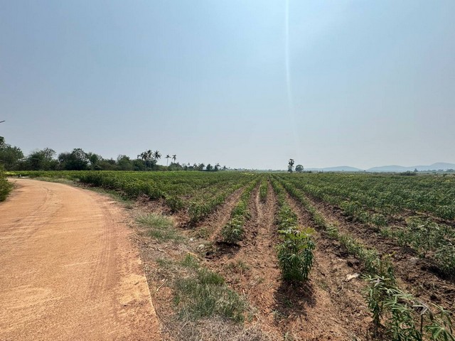 ขายที่ดินตำบลกลอนโดอำเภอด่านมะขามเตี้ย.. ขายที่ดินติดทางสาธารณะ ที่ดินวิวภูเขา