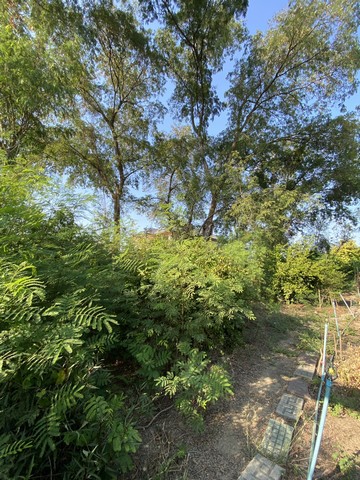 ขายที่ดิน 399.7 ตร.ว.ย่านนครปฐมศาลายาพุทธมณฑลติดถนน4เลนด้านหลังติดคลองนราภิรมย์