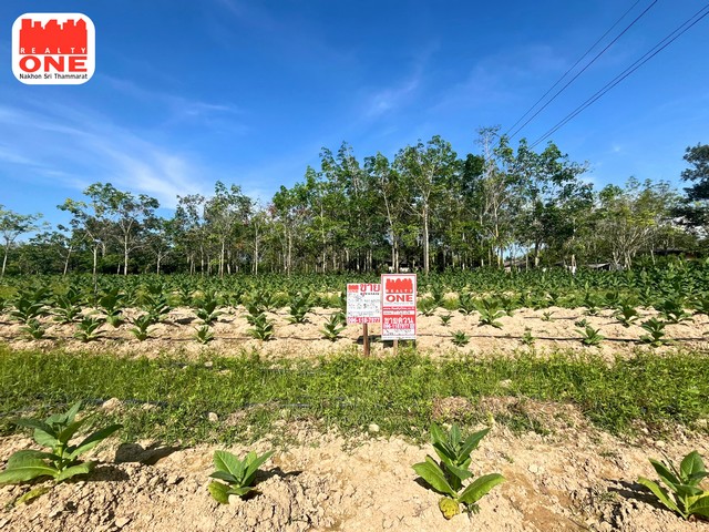 ที่ดินเปล่า บรรยากาศธรรมชาติ เงียบสงบ  เหมาะสำหรับสร้างบ้านหรือบ้านพักตากอากาศหรือทำการเกษตร