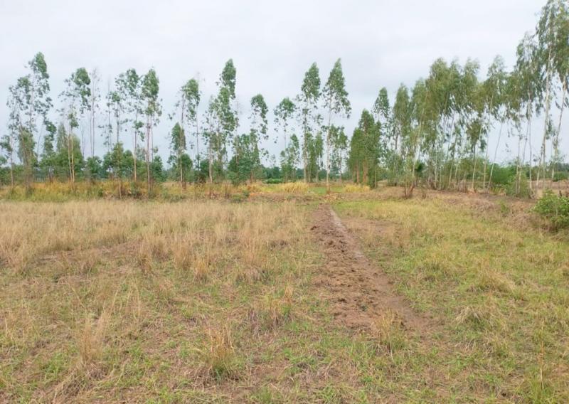 ขายที่ดินเปล่า 11-1-22 ไร่ โครราช ด่านขุนทด (1แสน/ไร่)