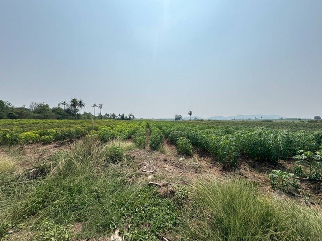 ขายที่ดิน 21 ไร่ วิวภูเขา ติดทางสาธารณะ 2 ด้าน ถมแล้ว ใกล้แม่น้ำกรอง ต.กลอนโด ด่านมะขามเตี้ย กาญจนบุรี