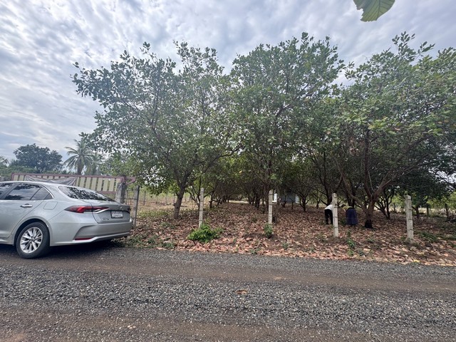 ขายที่ดินบ้านท่าช้าง เนื้อที่ 5 ไร่ 3 งาน  61.2 ตร.วา ต.ท่าช้าง อ.สว่างวีระวงศ์ จ.อุบลราชธานี