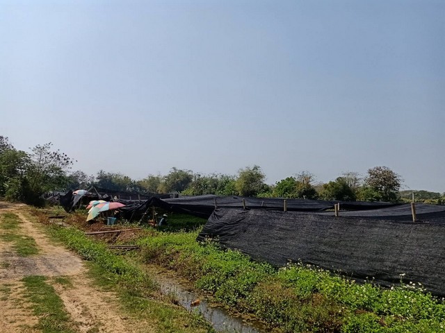 ขายที่ดิน18-3-33ไร่ 26.4ลบ. เหมา่ะทำบ้านจัดสรร น้ำ ไฟ ถนนถึง ใกล้ กฟภ สารภี 300ม. ต.หนองแฝก อ.สารภี เชียงใหม่