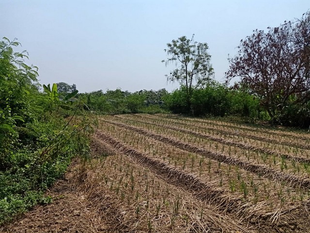 ขายที่ดิน18-3-33ไร่ 26.4ลบ. เหมา่ะทำบ้านจัดสรร น้ำ ไฟ ถนนถึง ใกล้ กฟภ สารภี 300ม. ต.หนองแฝก อ.สารภี เชียงใหม่