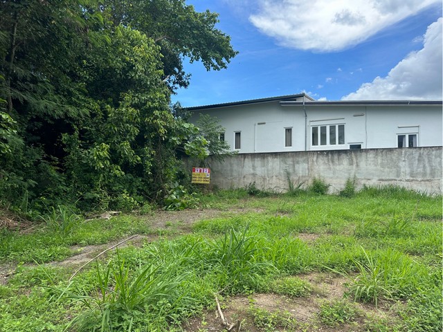 ขายที่ดิน 50 ตารางวา  ซอยวัดทุ่งโป่ง พลูตาหลวง สัตหีบ  ชลบุรี