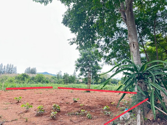 ขายที่ดินเปล่าทำเลดีมาก  เลี้ยวจากถนนหลัก 304 แค่ 200 เมตร ต.ปากช่อง อ.ปากช่อง จ.นครราชสีมา  พื้นที่ : 199.2 ตร.ว.