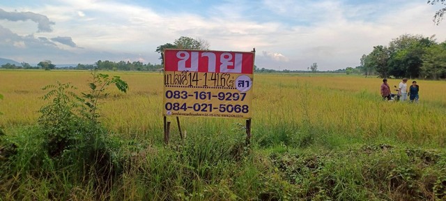 ขายที่นาราคาถูก 14-1-41 ไร่  ติดถนนคอลกรีต น้ำไหลผ่านตลอดปี  บ้านบึงกระดาน  เมืองพิษณุโลก 