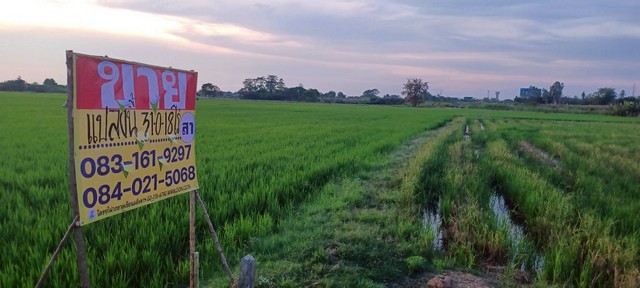 ขายที่นาราคาถูก 31-0-18 ไร่  ใกล้ชุมชน น้ำไหลผ่านตลอดปี พลายชุมพล  หลังเซ็นทรัล เมืองพิษณุโลก