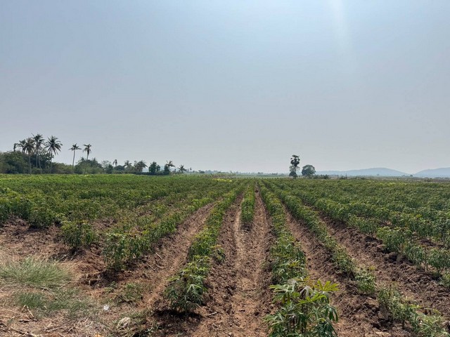 ขายที่ดิน ต.กลอนโด อ.ด่านมะขามเตี้ย ทำเลดี เหมาะทำบ้านสวน รีสอร์ท