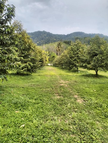 ขายที่ดินสวนทุเรียนเกาะช้าง บนเนื้อที่  16-2-54.1ไร ราคาขายยกแปลง  ทุเรียน 5 ปีได้ผลผลิตแล้ว 