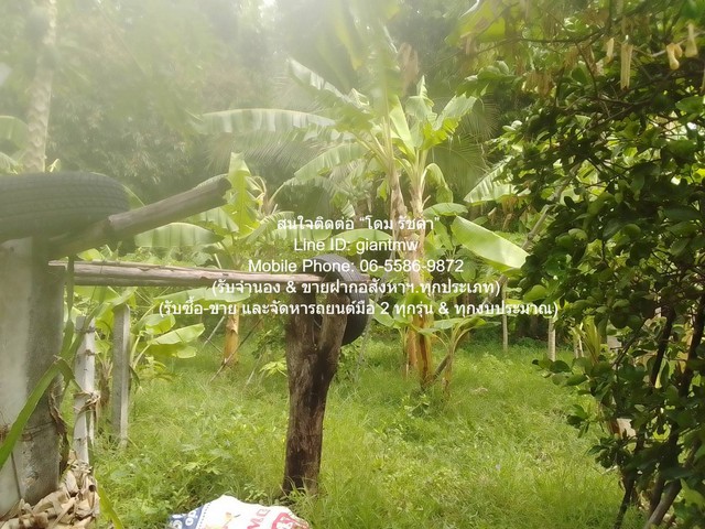 พื้นที่ดิน ขายที่ดินเกษตรกรรมผืนใหญ่ 3-0-27.3 ไร่ ถนนพิบูลสงคราม นนทบุรี ราคาไม่แรง