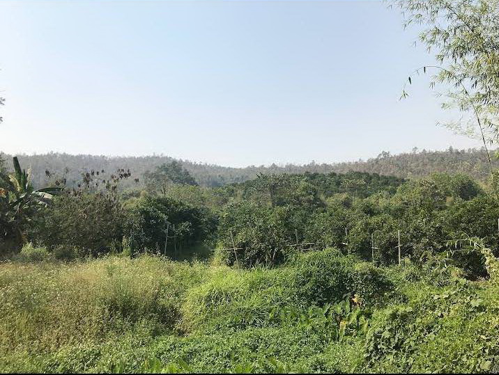 ขายสวนส้ม 1000 ไร่พร้อม ระบบน้ำ   และเสาไฟฟ้าแรงสูง พร้อมผลส้มพร้อมขาย