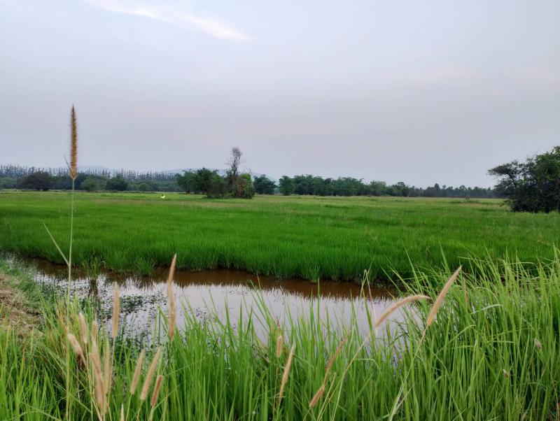 ขายที่ดินเปล่า ทำเลทอง ตำบลดอนทอง อำเภอพิษณุโลก จังหวัดพิษณุโลก