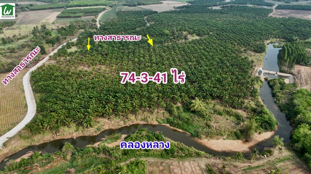 ขายที่ดินติดน้ำ อำเภอบ่อทอง ชลบุรี 74-3-41 ไร่ ขายที่ดินพร้อมสวนปาล์ม บ่อทอง ชลบุรี มีน้ำใช้เพื่อการเกษตรตลอดปี ราคาไร่ละ 750,000บาท  