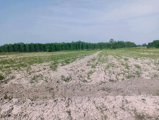 ขายด่วนที่ดินแปลงยาวฉะเชิงเทรา 25-1-78 ไร่  พื้นที่ สีเหลือง  ใกล้ถนน331 โฉนดครุฑแดง