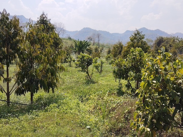 BL166 | ขายที่ดินสวนทุเรียน 108 ไร่ เอกสารสิทธิ์ ที่ดิน ภบท.5 โอนสิทธิครอบครอง ติดแม่น้ำแควน้อย อ.ไทรโยค กาญจนบุรี พร้อมบ้านพัก ล้ง