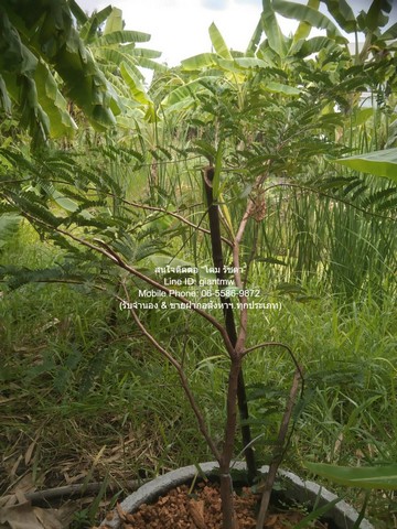 ประกาศขาย ที่ดิน ที่ดินซอยแย้มผกา 2 (บางบอน 4) 0 RAI 2 NGAN 37 SQ.WA  5900000 บาท   ทำเลนี้ห้ามพลาด