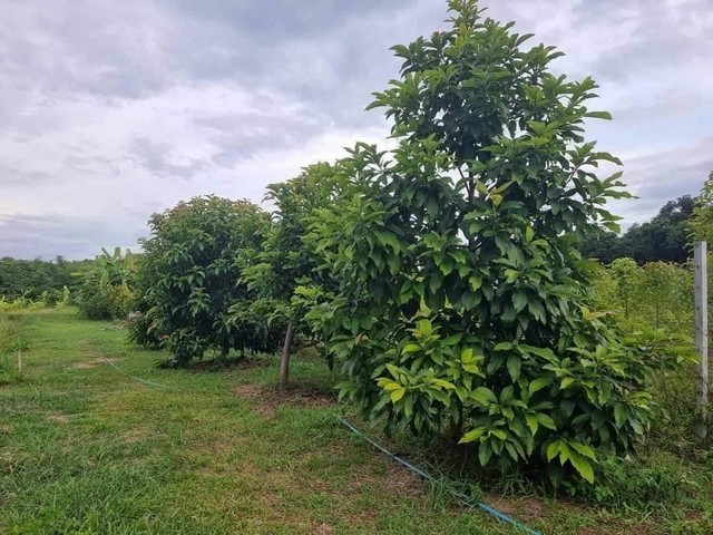 [ขาย] บ้านพร้อมที่ดิน 3 ไร่ 39 ตร.ว. | 2 หลัง | ใกล้วัดร่องขุ่น เชียงราย | 7 ล้านบาท ทำเลดี