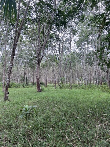 ขายที่ดินพร้อมสวนยางพารา 9-2-31ไร่ สามารถกรีดได้แล้ว ทำเลดี ลำทับ จังหวัดกระบี่