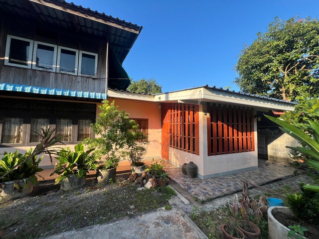 ขายที่ดินและบ้านเช่าพร้อมผู้เช่า เนื้อที่ 250 วา  ซอยถนนประชารัฐ  บางกุ้ง   เมืองสุราษฎร์ธานี  ZST216