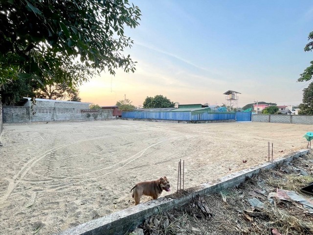 ขายที่ดินเนื้อที่ 204 ตารางวา อยู่ในชุมชน ที่ถมแล้ว น้ำไม่ท่วม ติดทางสาธารณะ หนองปรือ บางละมุง ชบุรี