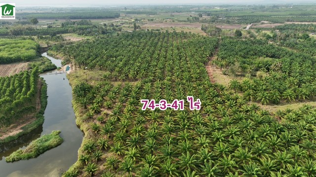 ขายที่ดินสวนปาล์มขนาด 74-3-41 ไร่ เก็บผลผลิตได้แล้ว ติดลำธาร ด้านหน้าติดทาง สวนราคาหลักแสน ราคาถูก เหมาะลงทุนหรือทำเกษตร บ่อทอง ชลบุรี